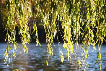 willow tree in the park © Virynja