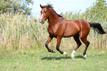 Naklejka na ściany i meble Beautiful arabian breed horse running on the field