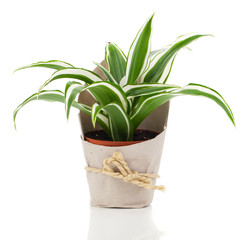 Dracaena fragrans (cornstalk dracaena) in paper packaging, isola