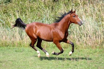 Arabian breed horse galloping across a green summer pasture