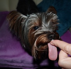 Kleiner Hund schleckt eine Belohnung vom Finger ab