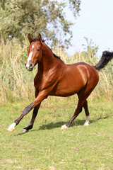 Naklejka na ściany i meble Beautiful arabian stallion galloping on summer pasture