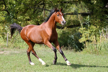 Shot of a galloping young arabian  stallion on pasture