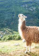 Funny llama looking at the camera with naughty look. Mountains a