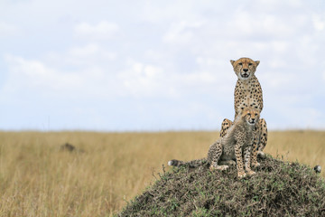 Guepardos Maasai