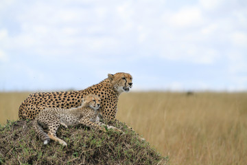Guepardos Maasai