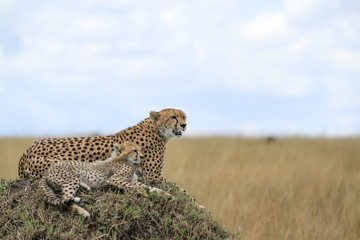 Guepardos Maasai