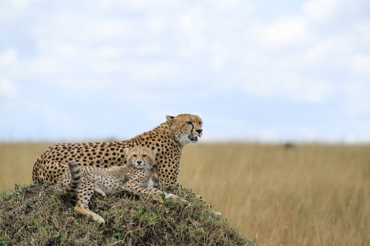 Guepardos Maasai