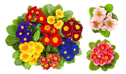 Primula flowers. Spring primroses blooms