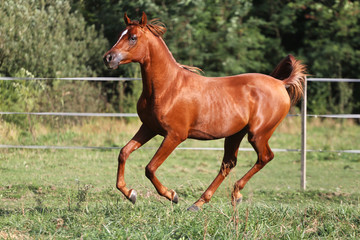 Side view shot of a galloping young arabian  stallion on pasture