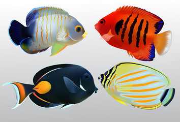 Naklejka premium Colorful Marine Fish on white background