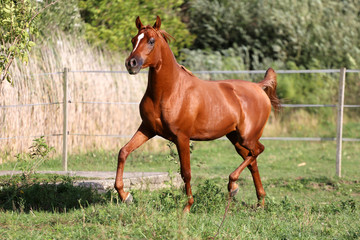 Naklejka na ściany i meble Arabian stallion runs gallop across summer meadow
