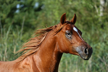 Naklejka na ściany i meble Head shot of a thoroughbred young stallion on summer meadow