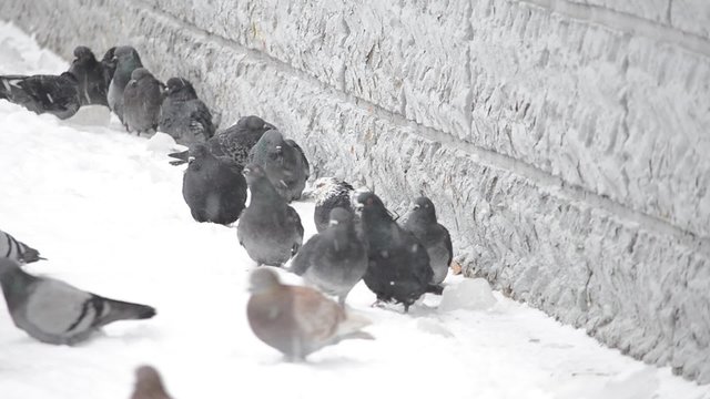 winter, pigeons