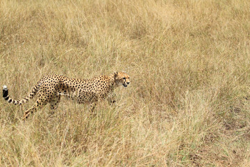 Guepardos Maasai