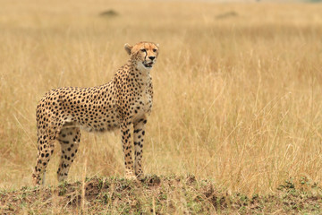 Obraz premium Guepardos Maasai