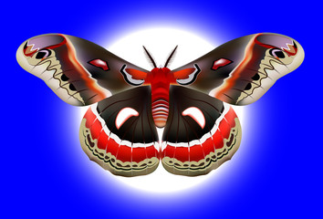 realistic vector butterflies moth on blue background