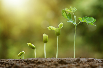 hand nurturing and watering young baby plants growing in germination sequence on fertile soil with natural green background