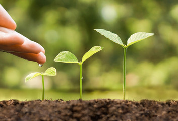 hand nurturing and watering young baby plants growing in germination sequence on fertile soil with natural green background