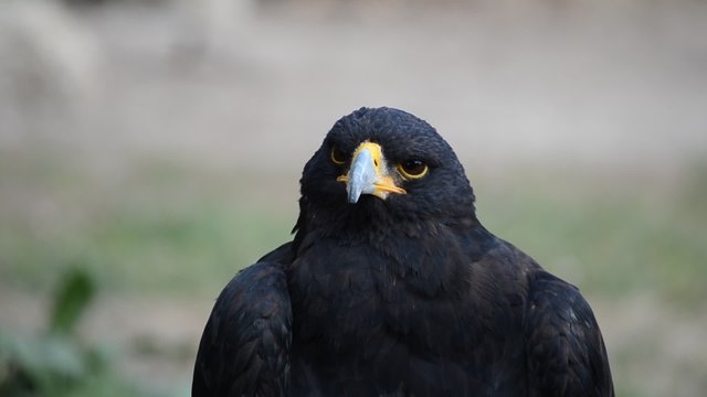 Madrid zoo, Spain