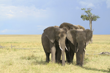Fototapeta na wymiar Elefantes