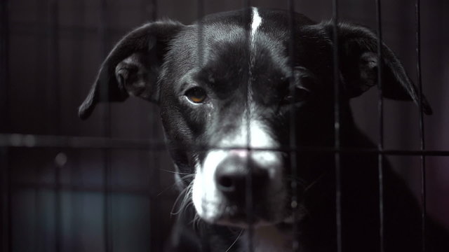 A dog sadly peers out of a cage.  The scene is dark with slight hints of color.  Footage was shot in slow motion.  Would be a great accompaniment to a PSA.  Dog is a Pit Bull/Labrador/? mix.