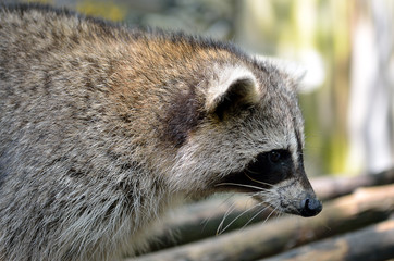 Racoon (Procyon Iotor)..