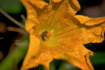 Honey bee on pumpkin bloom