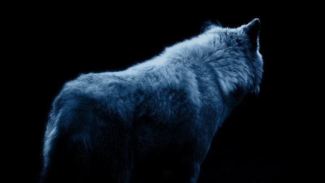 Wolf In Dramatic Lighting On Black Background