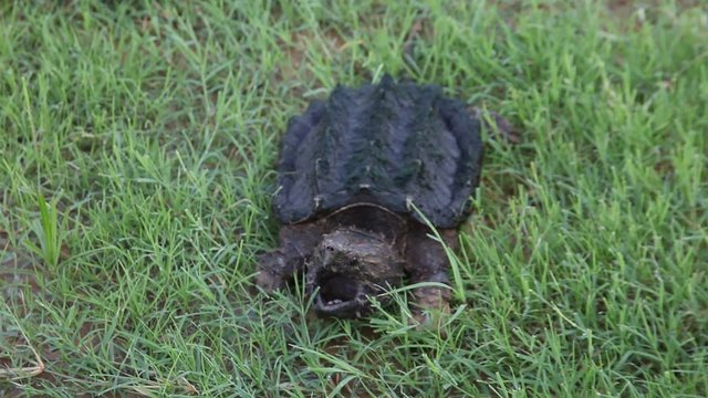 Alligator Snapping Turtle