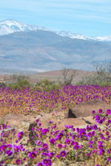 Flowering desert in the Chilean Atacama