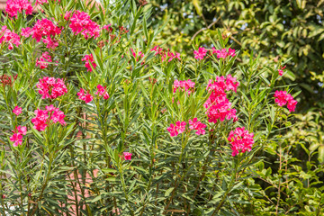 Nerium oleander,Oleander rose bay flower