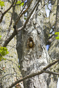 Squirrel in a tree