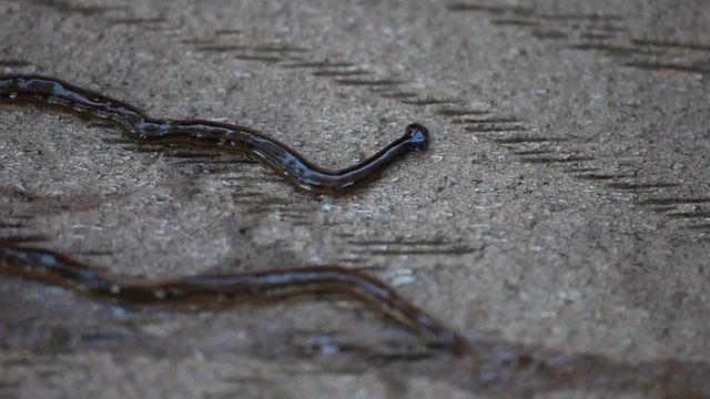 Hammerhead Flatworm