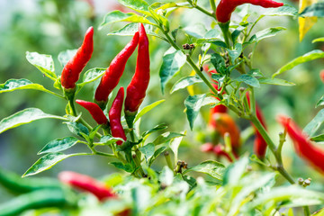 Red chili peppers on the tree in garden. - obrazy, fototapety, plakaty