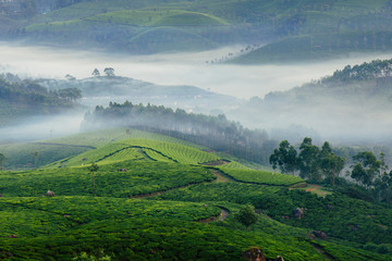 Naklejka premium Morning foggy tea plantation in Munnar, Kerala, India.