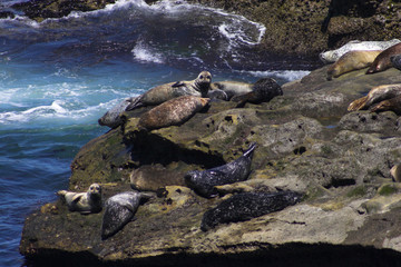 Seals