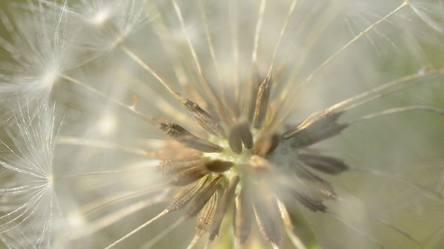 Macro of a dandelion