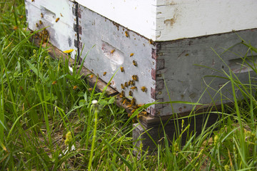 Obraz na płótnie Canvas Bee hive