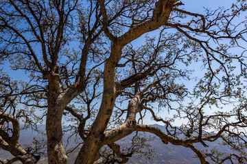 Fototapeta na wymiar Tree in Yosemite National Park 