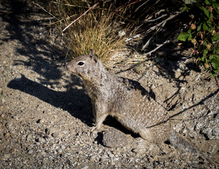 Obraz premium Squirrel