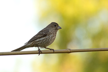Bird sitting on a branch 