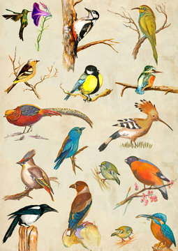 Birds. Hand painted placard.