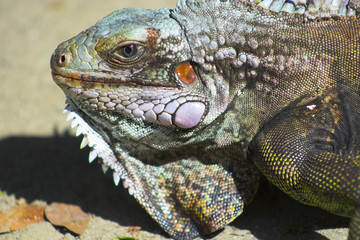 Iguana
