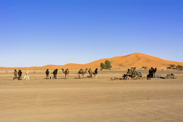 モロッコのサハラ砂漠