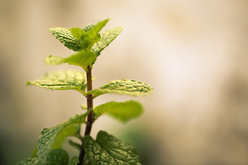 Mint Plant Closeup