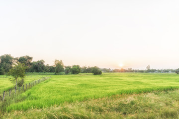 Fototapeta premium Paddy jasmine rice farm in the morning
