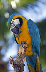 Colorful parrot