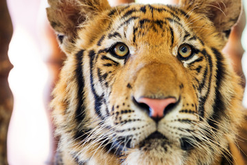 Beautiful Tiger (Panther Tigris). 