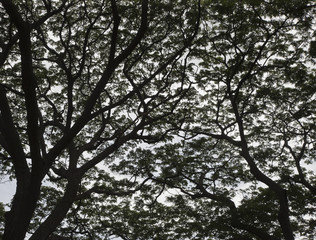 trees against sky